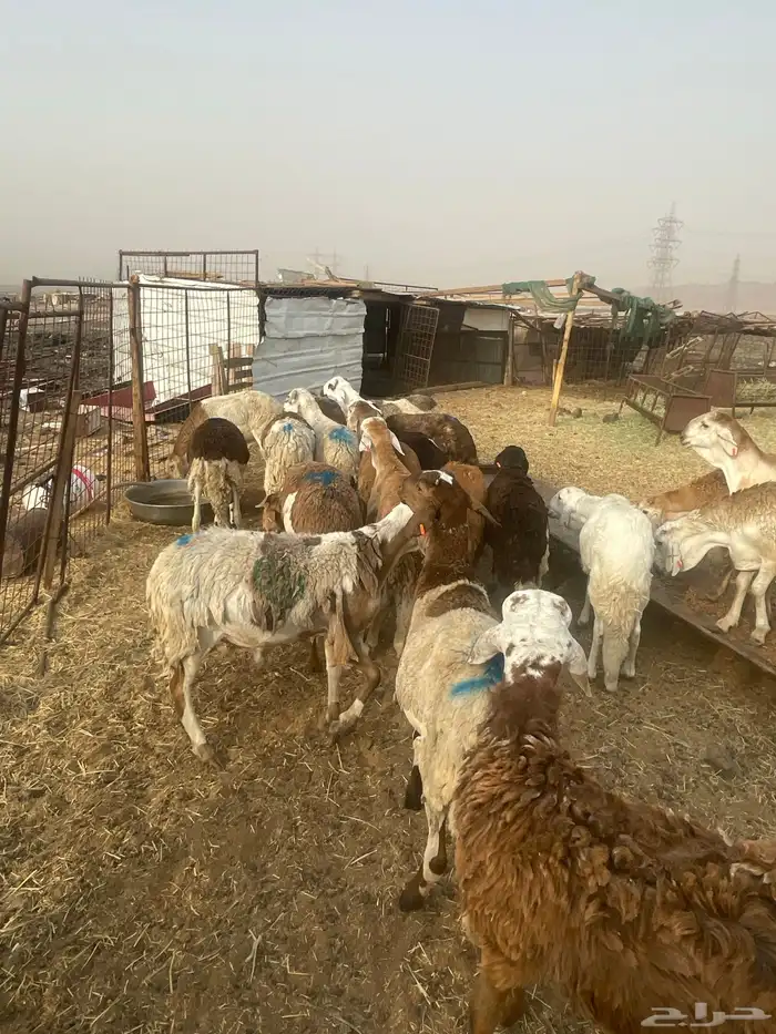 ذبايح سواكن تربية وحبص 1