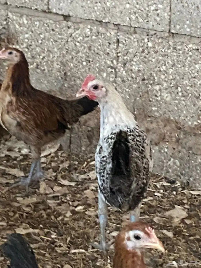 دجاج فيومي 3