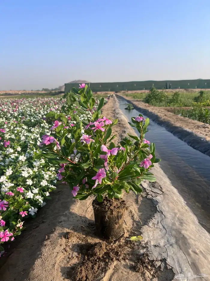 بفته ( ونكا) هولندي وبلدي مركن 20 1