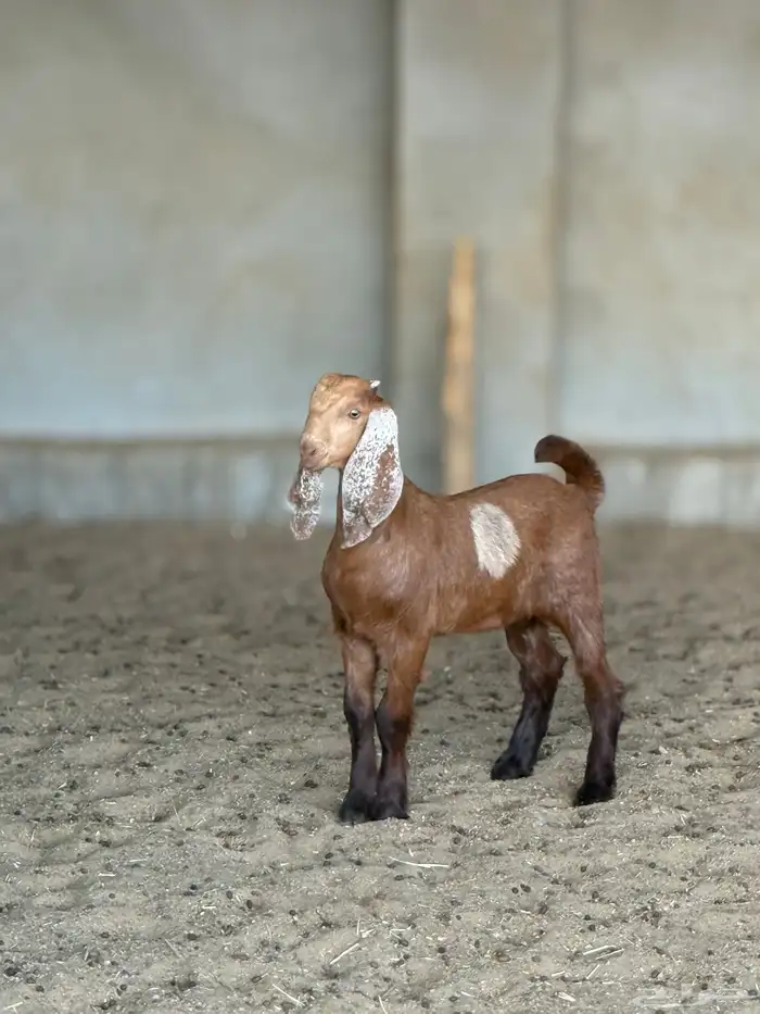 معزا مصريات منايح 6