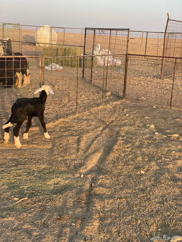 داغور نجدي (( تم البيع )) 3