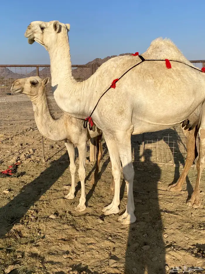 خلفه وضحاء مزيونه ومجموع باللبن ب 11700 يبلاش 7