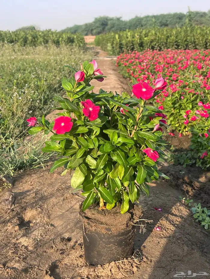 بفته ( ونكا) هولندي وبلدي مركن 20 2