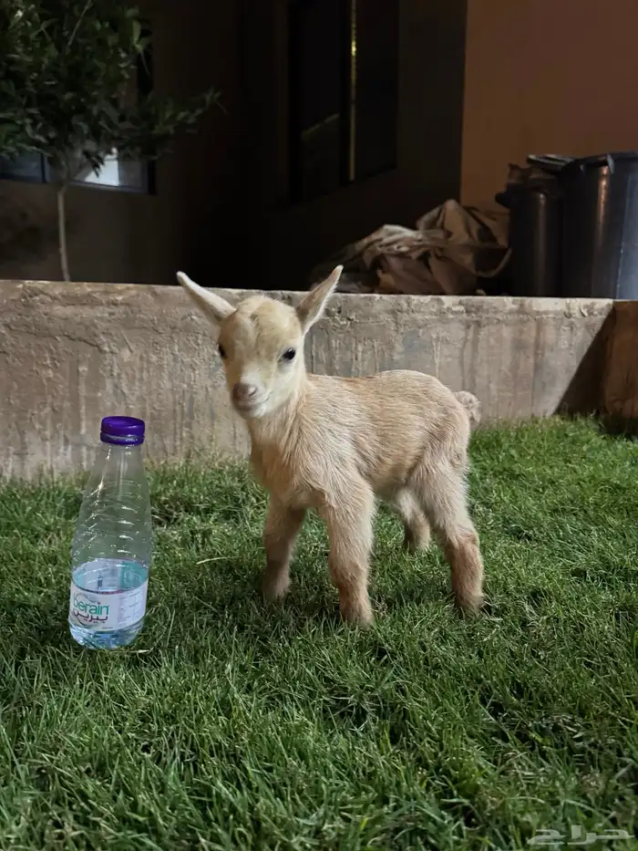 جفره قزميه عمر 5 ايام 0