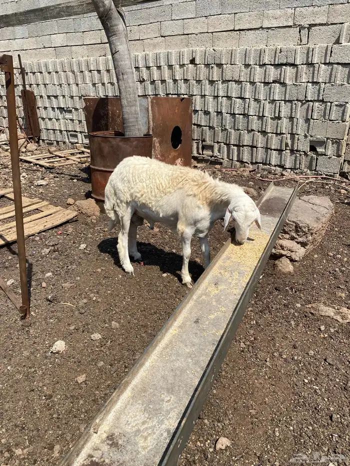 محايل عسير مشروع فحل حري 6