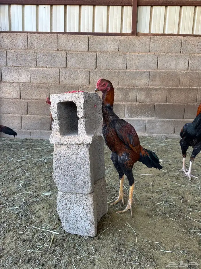 4 ديوك باكستاني سندي 1