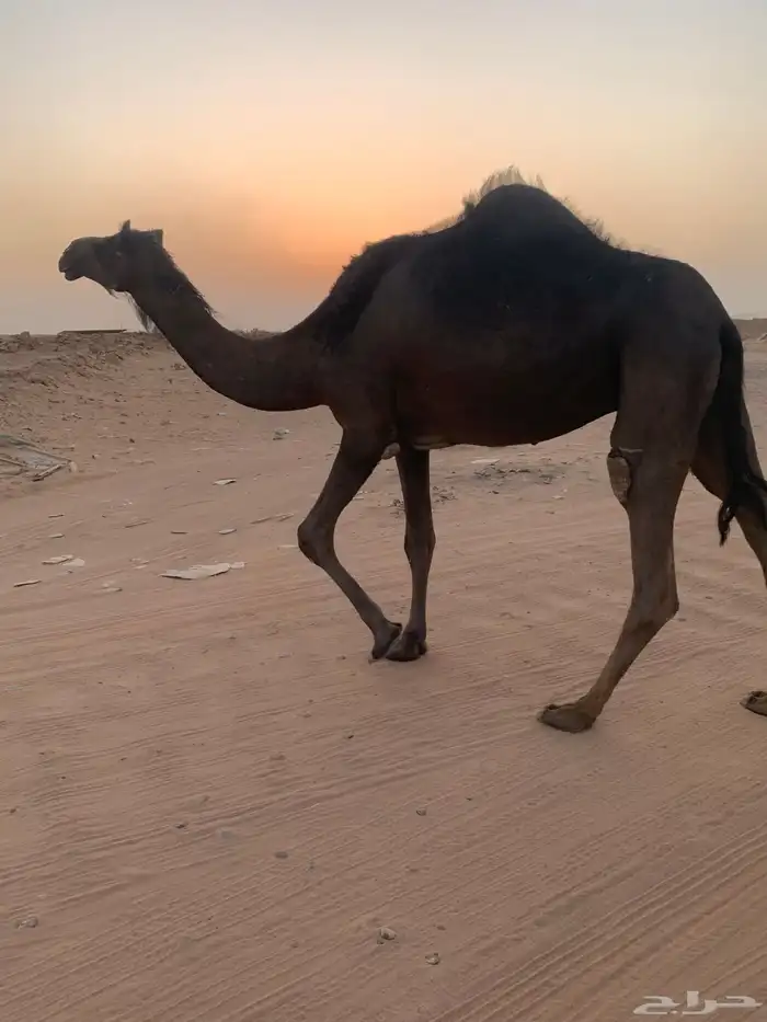 شرق الرياض 1