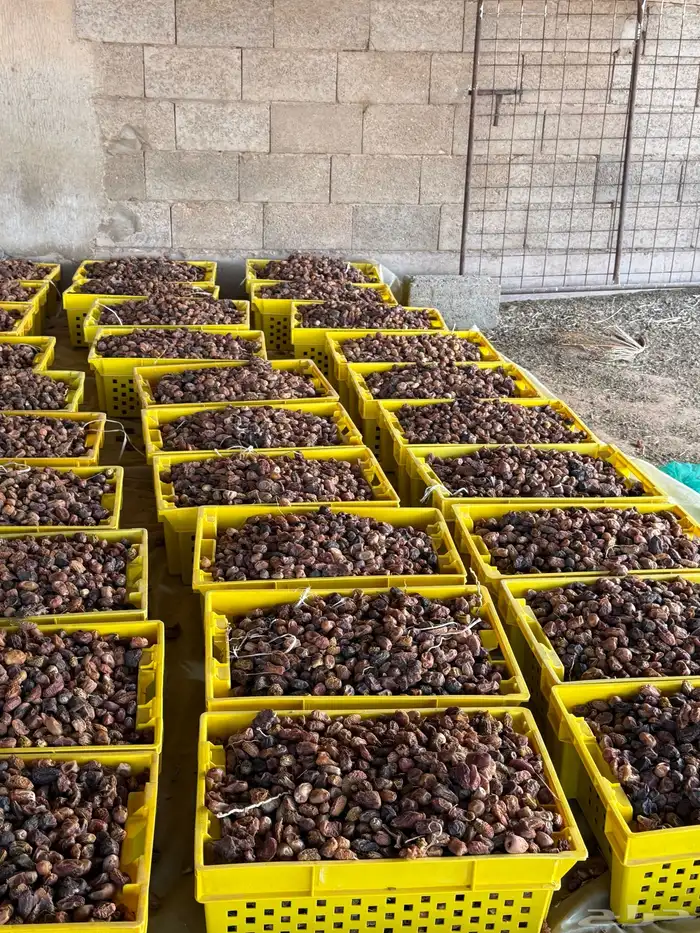 بيع تمر ناشف علف مواشي 1