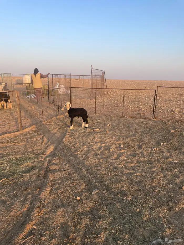 داغور نجدي (( تم البيع )) 1