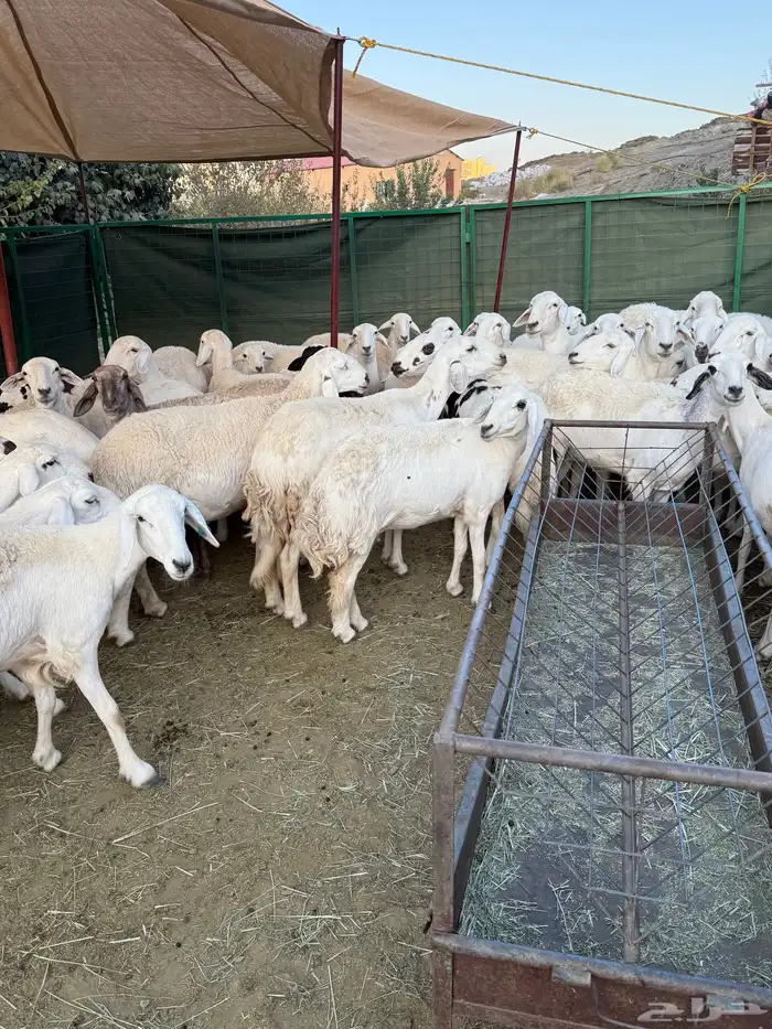 غنم مراح منوة القناي ( صغار سن ) 18