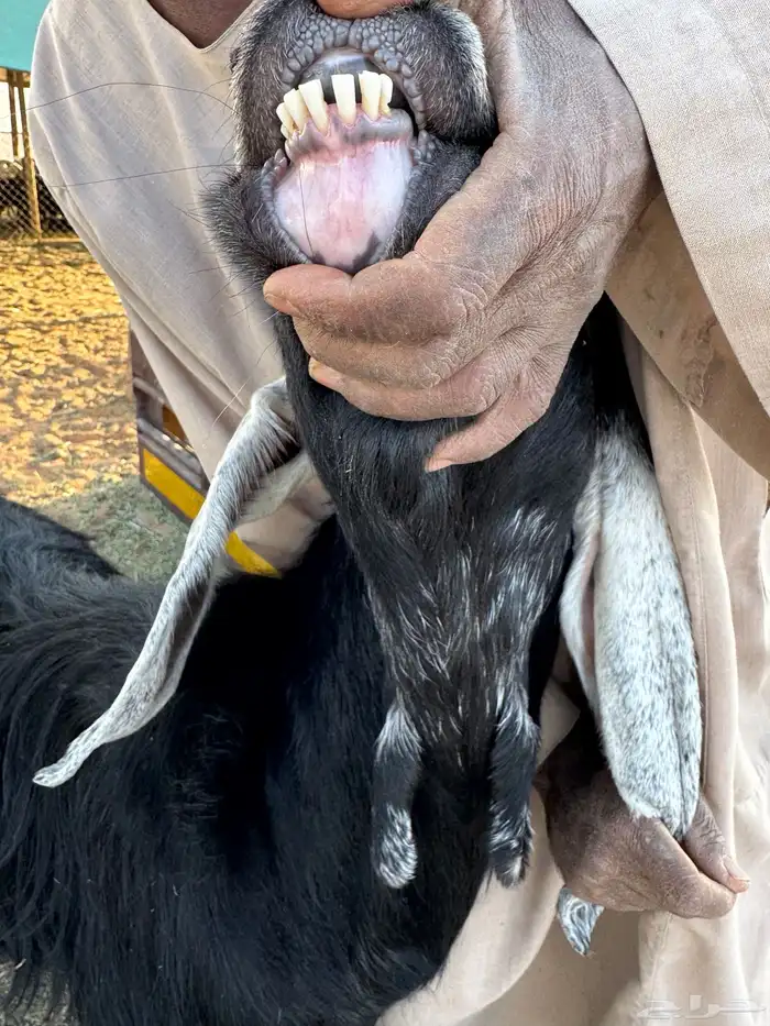عنز عارضيه فااخره 0