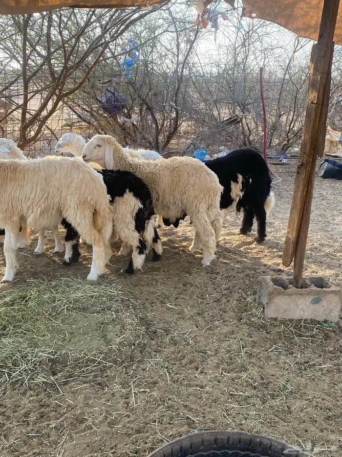 طليان ورخال 4