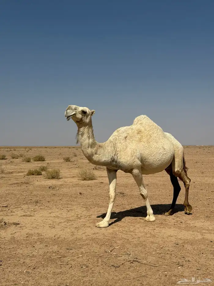 ناقه وضحاء للبيع 2