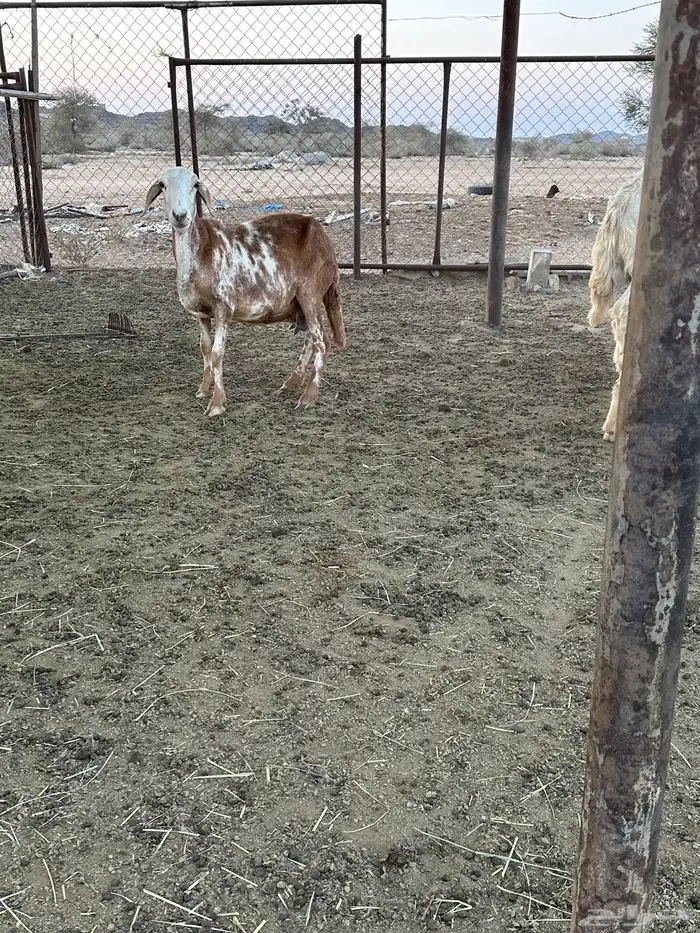 2 ضان سواكن صنف دفيع 0