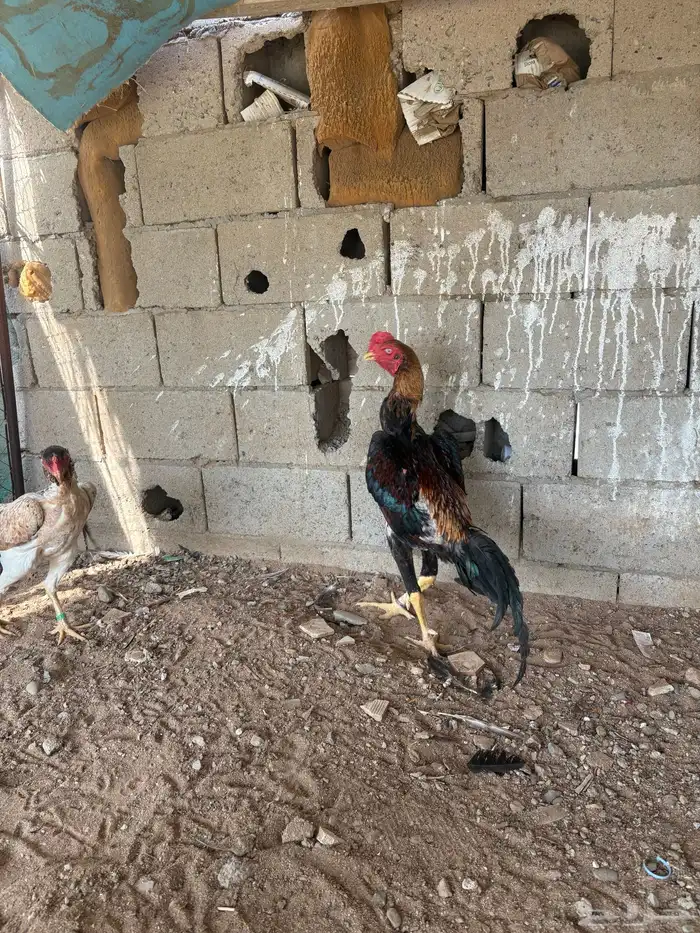 دجاج شامو ياباني 2