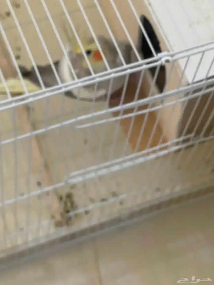 طيور الدره وكروان 3