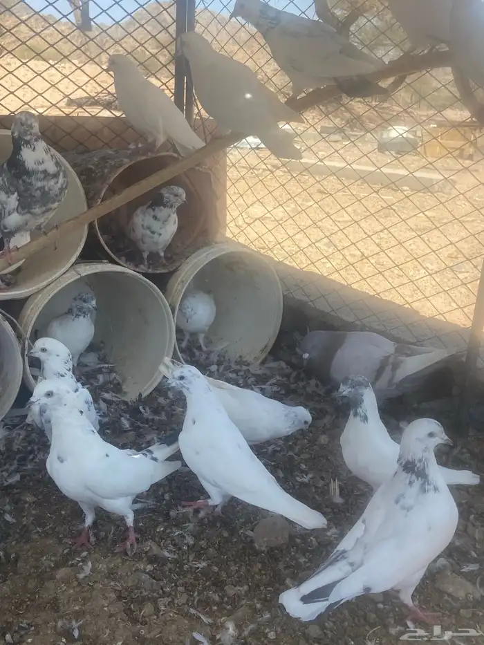 حمام مشكل عدد حول 52 حبه 5