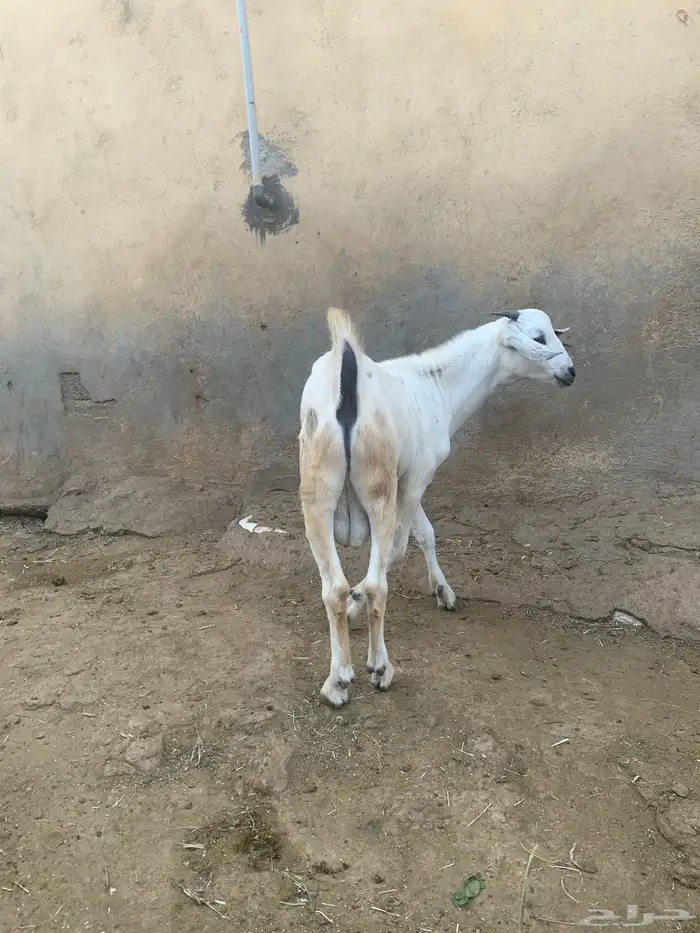 فرير مشروع فحل واربعه تيوس سمان ماشاءالله 2