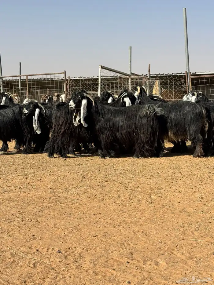 ماعز عوارض صنف الصنف تبارك الرحمن 9