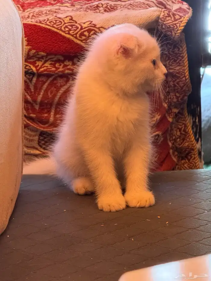 قطط اسكوتش نقيه عيون ملونه 1