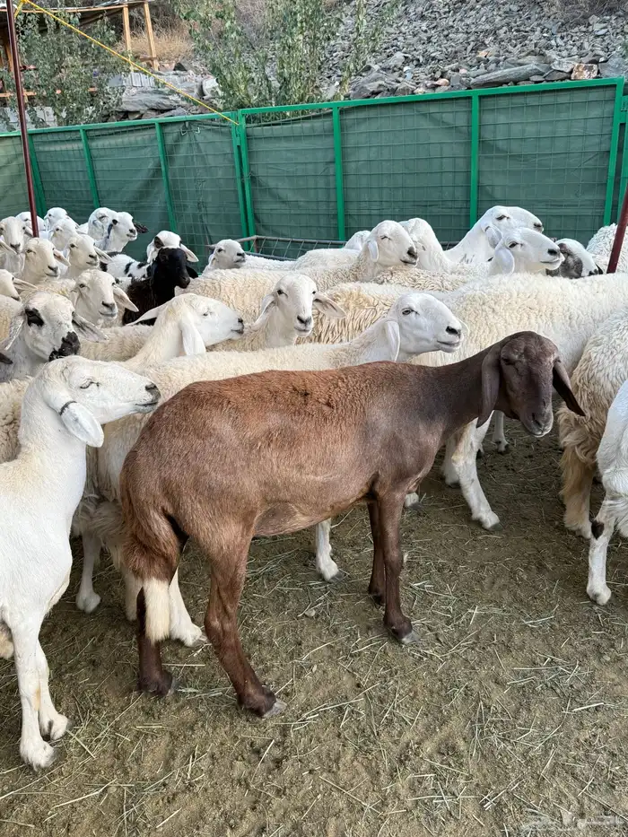غنم مراح منوة القناي ( صغار سن ) 0