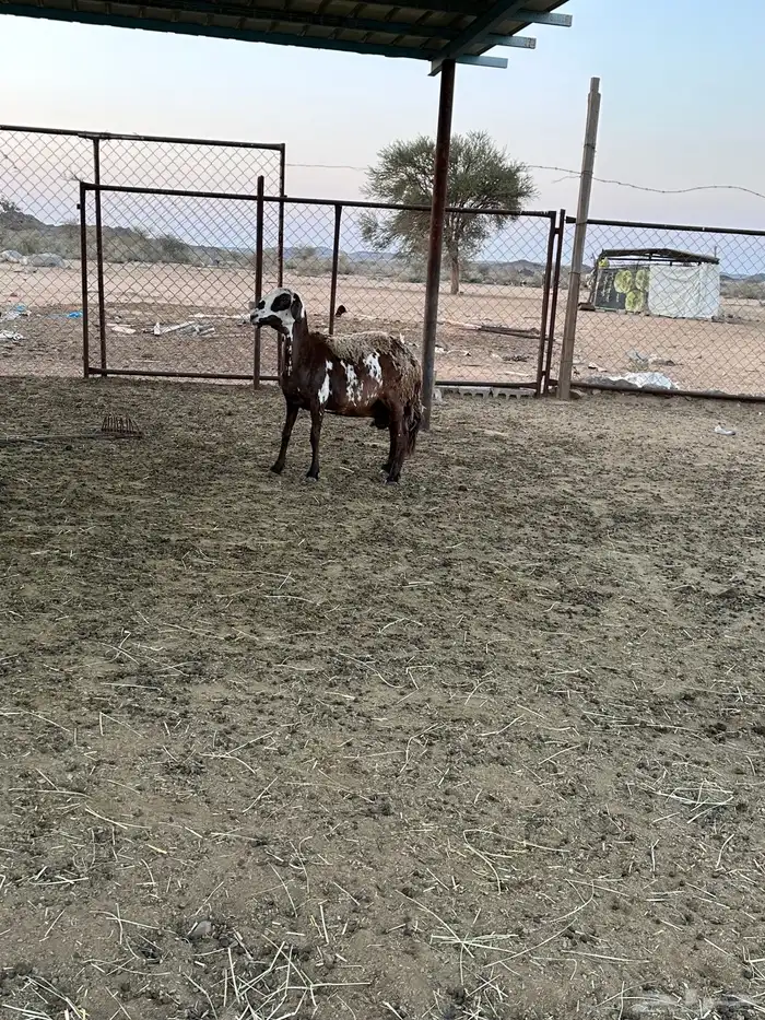 2 ضان سواكن صنف دفيع 1