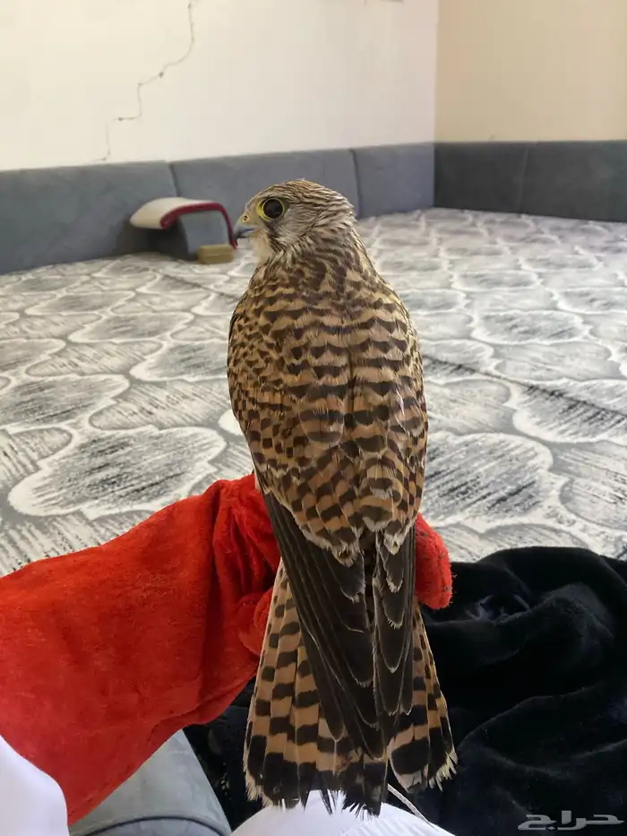 البيع الشبوط 2