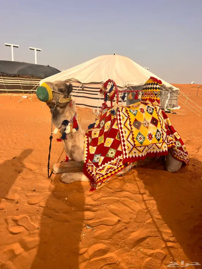 يوجد لدينا أجار خيل و جمال و سيسي 10