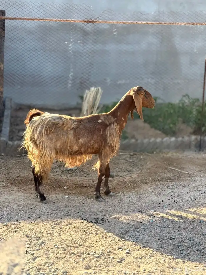 معزا مصريات منايح 0