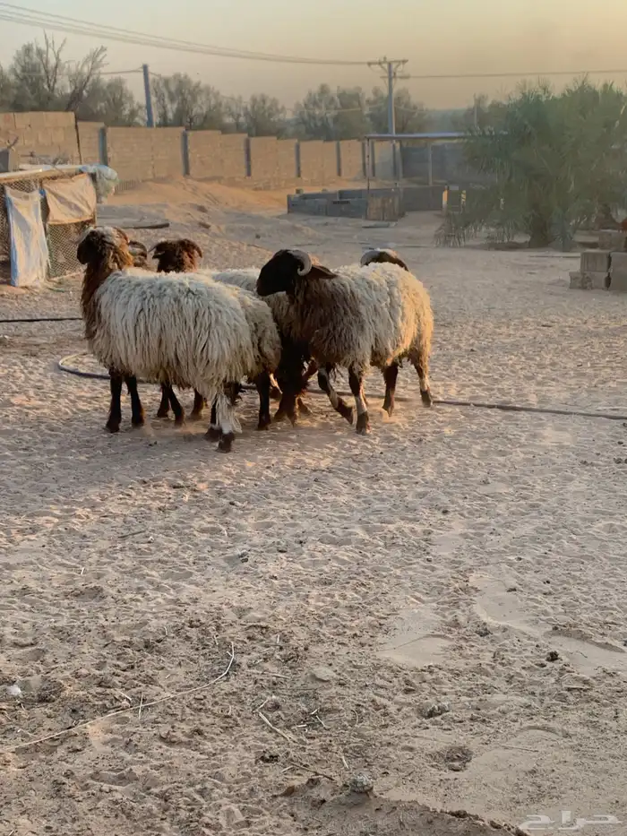 نعيم انتاج المراح خرفان صافي 0