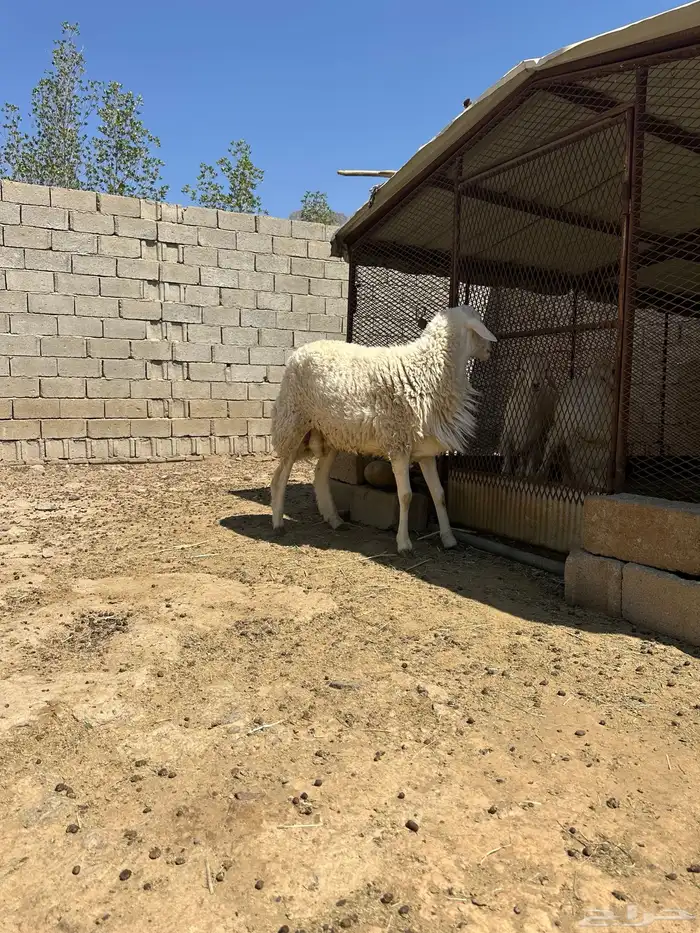 خروف فحل جذع 9