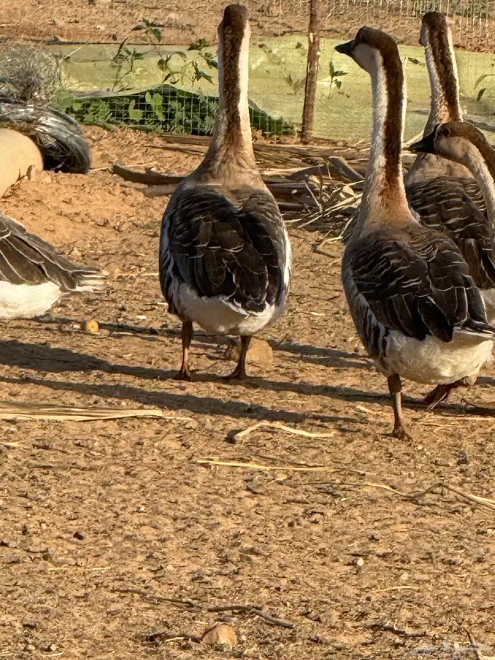 وز عراقي (توصيل مجاني داخل البكيريه) 27