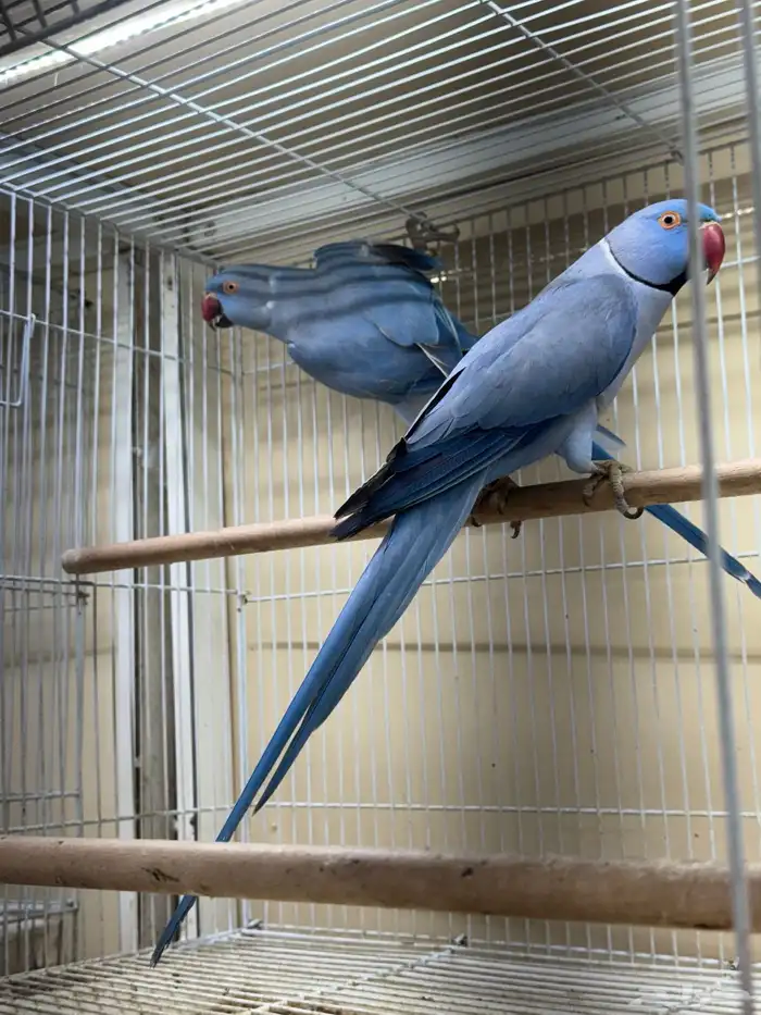 زوج درة فايلوت جاهز للانتاج 1