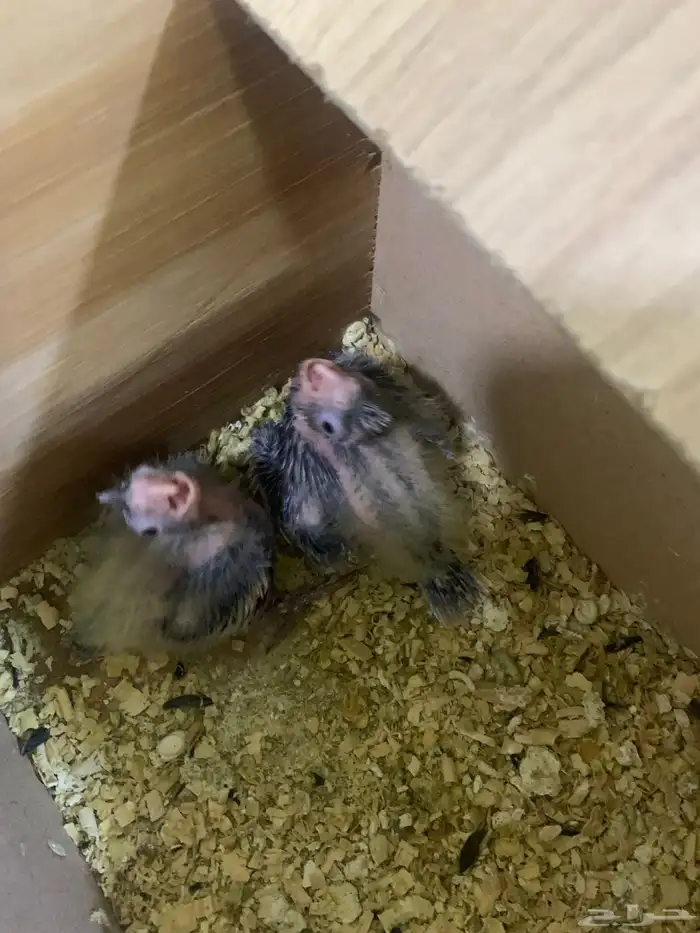 زوج كروان منتج 2