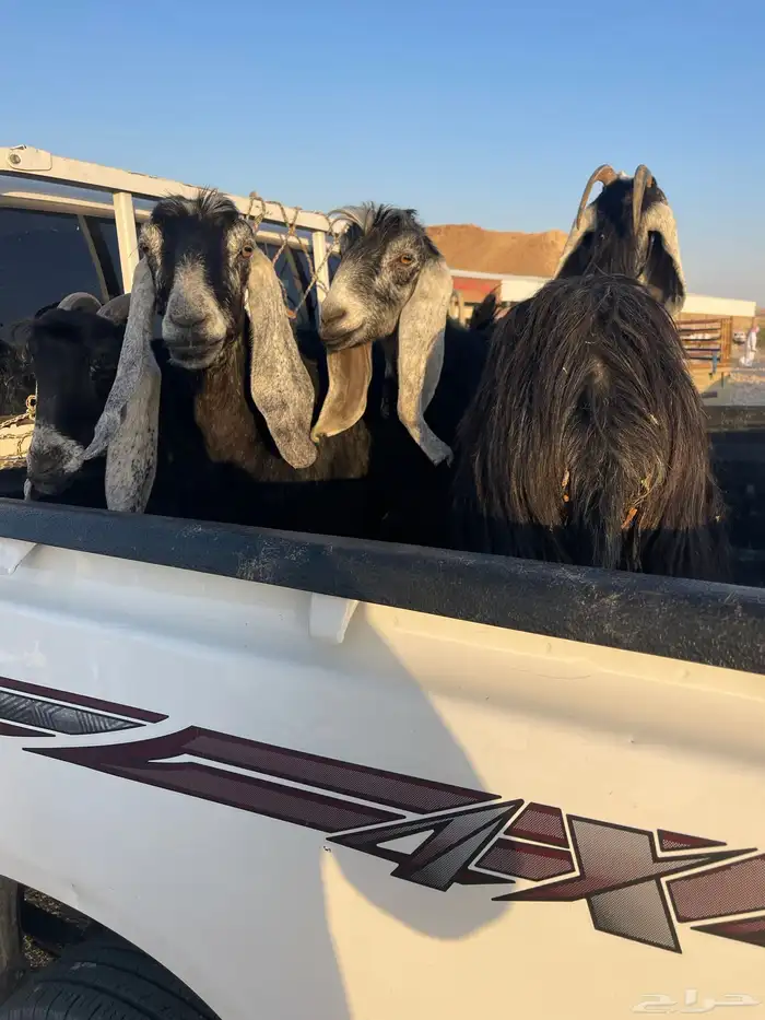 معزاء معزوله من الفحل مقرعهن اربع ثنيه والباقي سدس 0