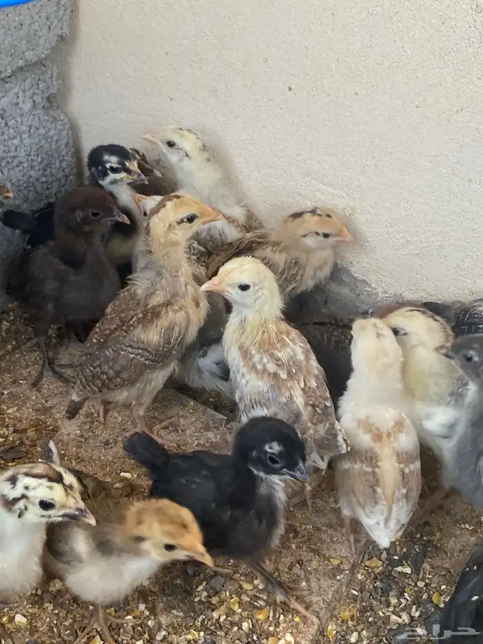 صيصان دجاج بلدي 2
