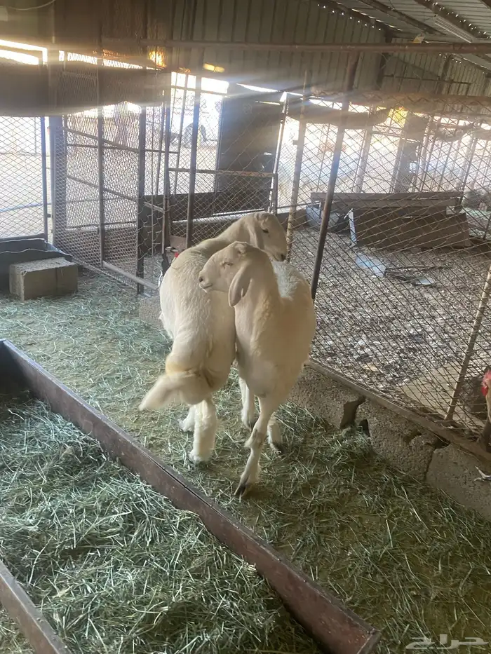 طليان كفو للبيع 2