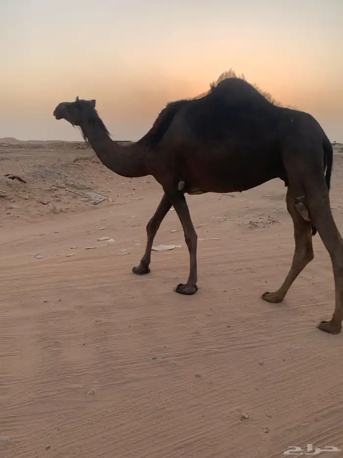 شرق الرياض 0