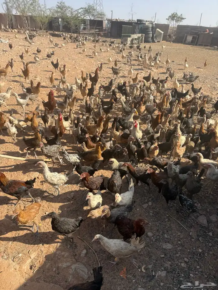 دجاج وبط بكيني وبح ووز عراقي 2