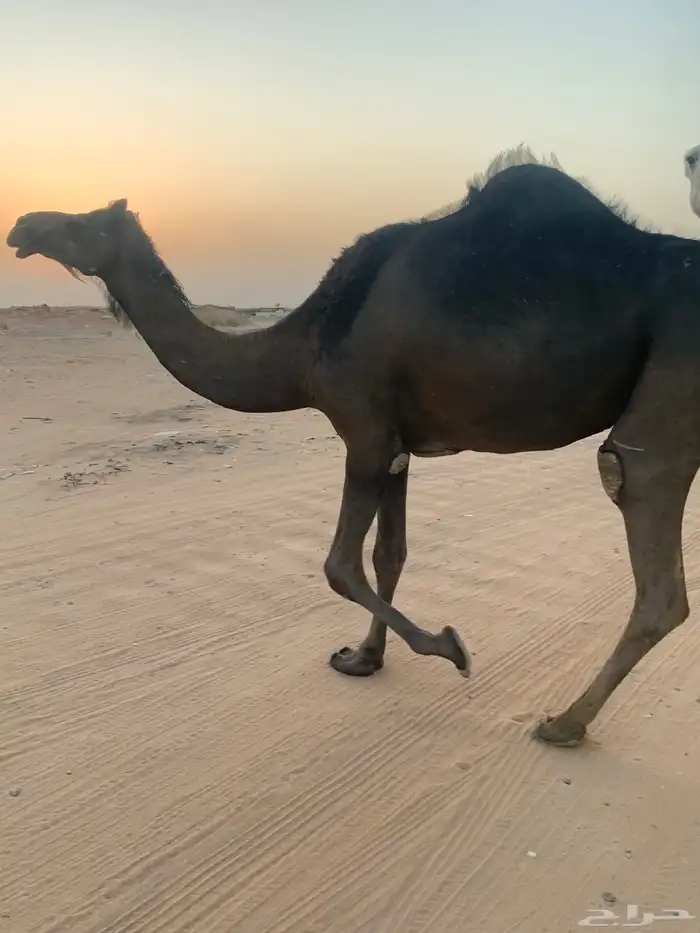 شرق الرياض 2