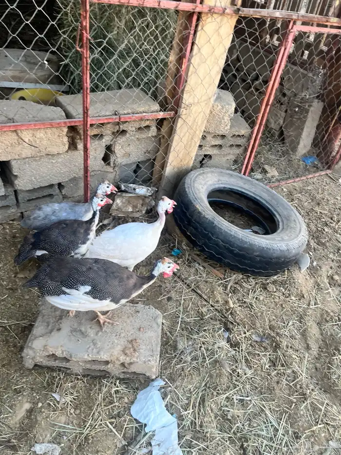 دجاج طقم حبشي تم البيع 11