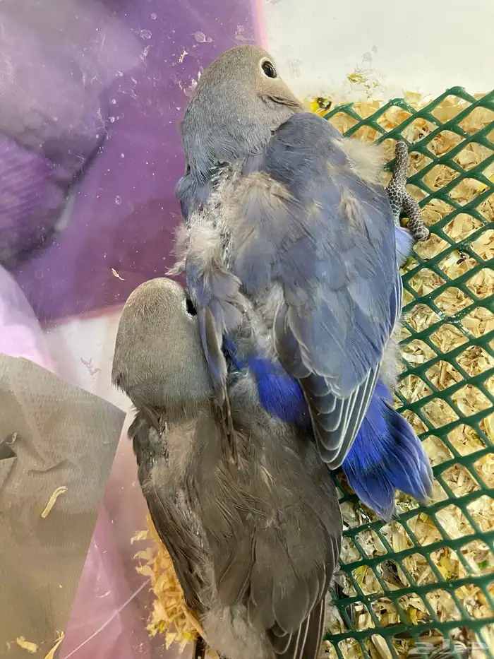 فروخ روز غر 0