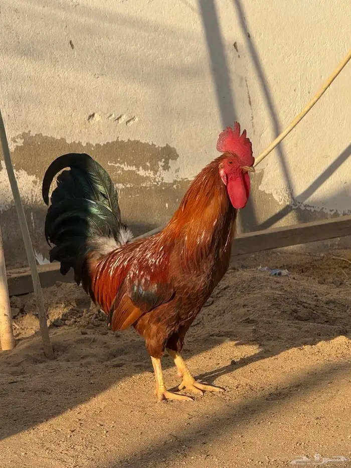 للبيع ديوك بلدي 0