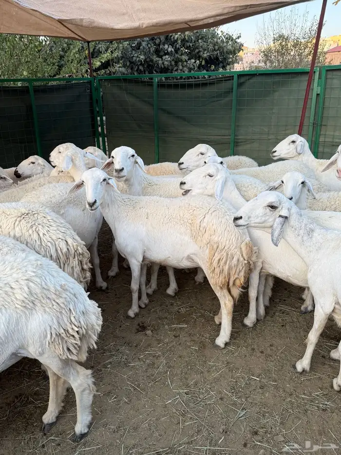غنم مراح منوة القناي ( صغار سن ) 7