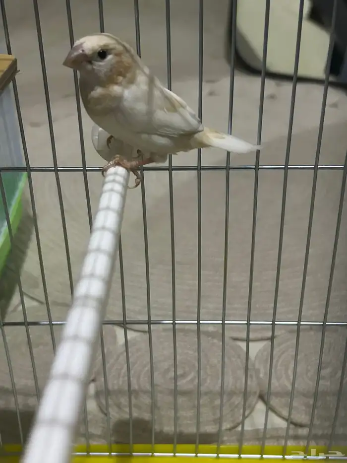 جوز بنقليزي فنيش 4