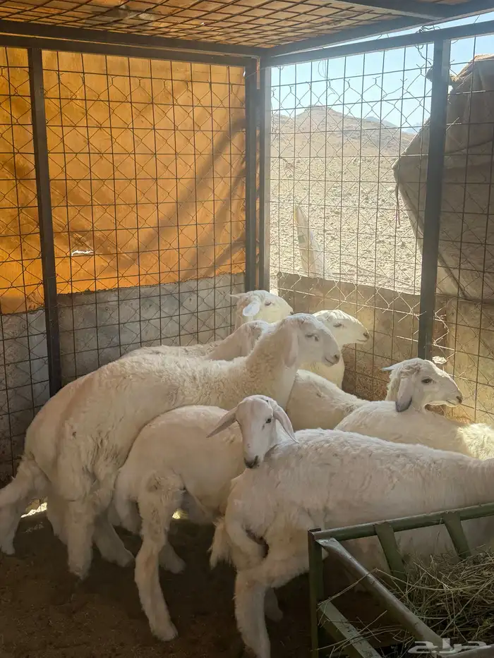 طليان ورخال 0