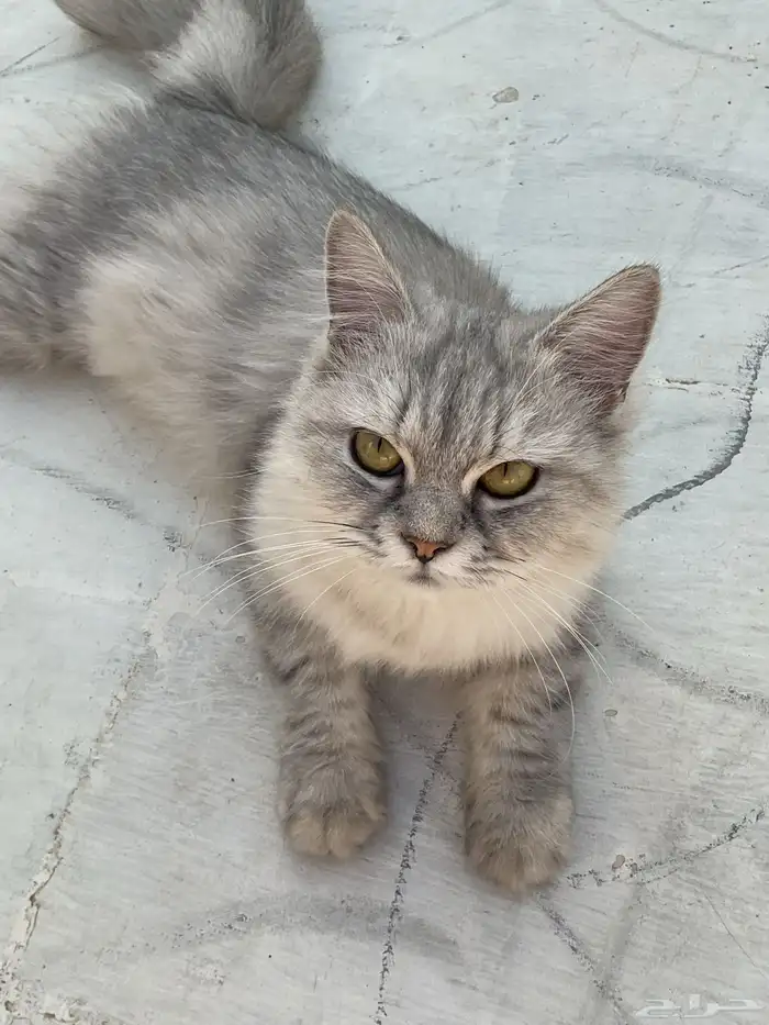 قطط تبنى 11