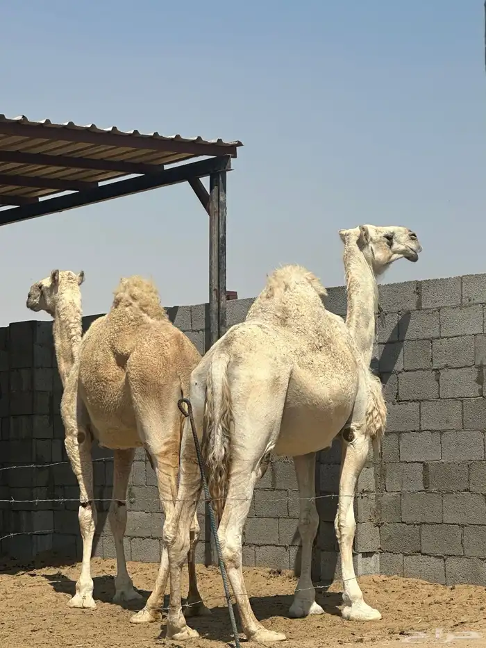 آبل للبيع مجاهيم وبعير وافي وثلاث وضح 4