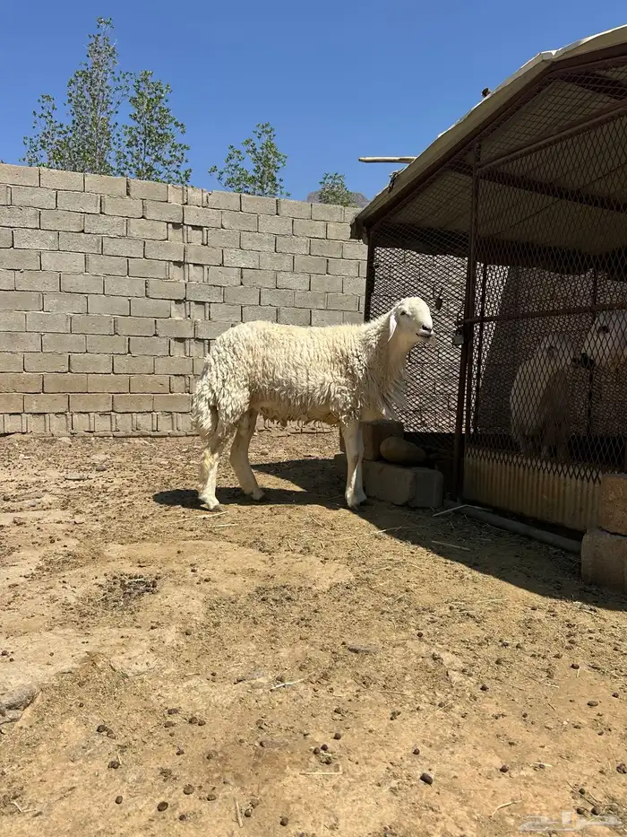 خروف فحل جذع 4