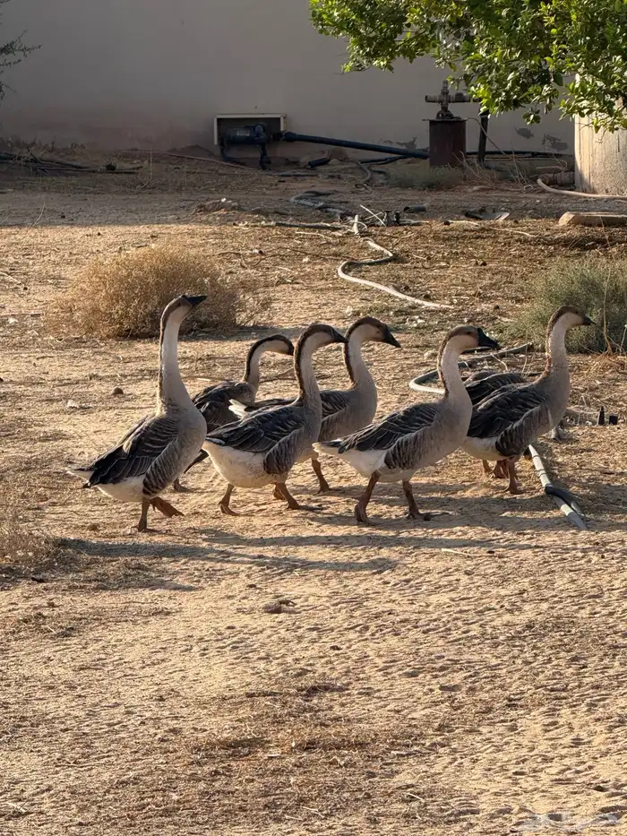 وز عراقي (توصيل مجاني داخل البكيريه) 23